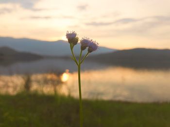 Close-up of flowering plant on field against sky during sunset