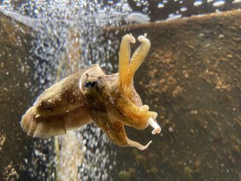 Close-up of catfish 