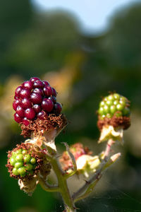 Blackberries ripening in summer sun