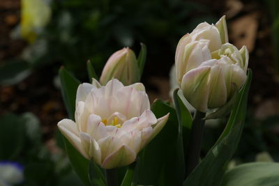 Close-up of flowers blooming outdoors