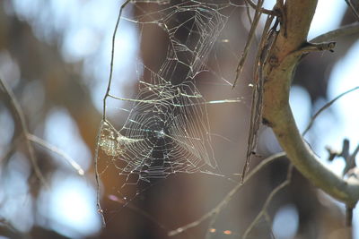 Close-up of spider on web