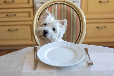 White dog west white terrier sits at the dining table in the kitchen in front of an empty plate