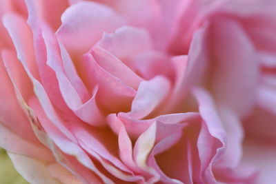 Close-up of pink rose