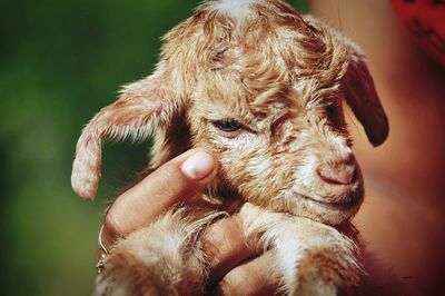 Close-up of hand feeding