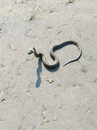 Lizard on ground