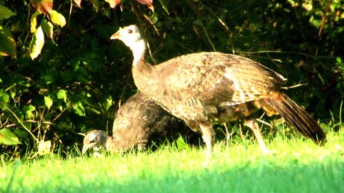 View of an animal on field