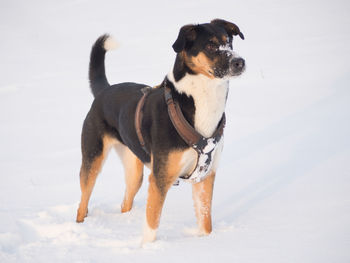 Dog standing on ground
