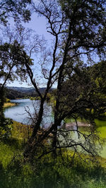 Reflection of trees in lake