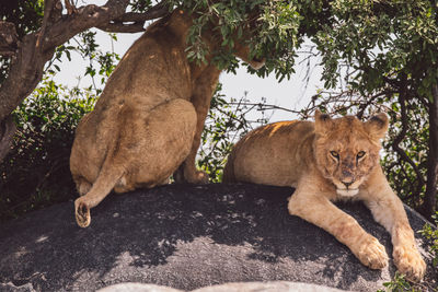 Two lion cubs siting on a rock under a tree in the shadow