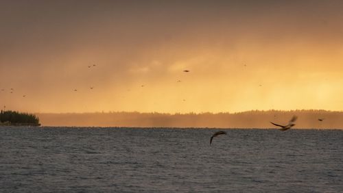 Bird flying over sea against sky