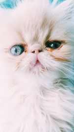 Close-up portrait of a cat