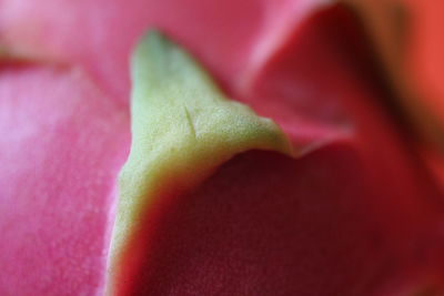 Close-up of flower