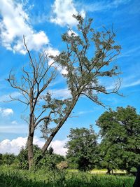 Trees on field against sky