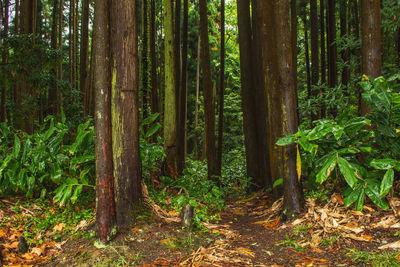 Trees growing in forest