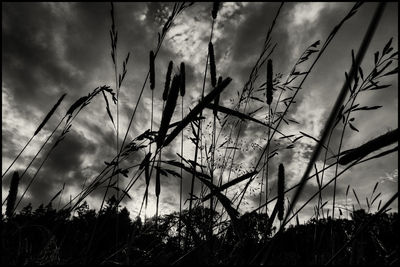 Low angle view of plants against sky