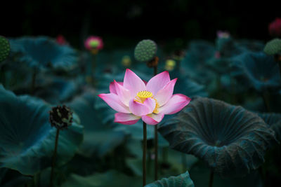 Close-up of pink water lily in pond