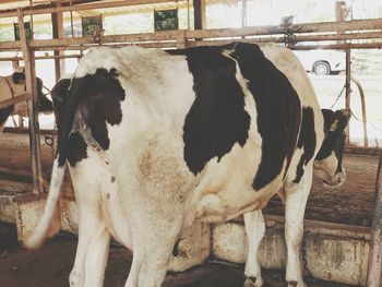 Close-up of cow standing outdoors