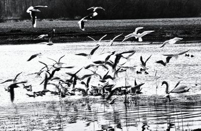 Birds in water