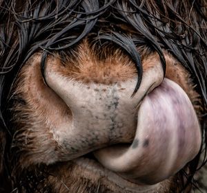 Close-up of a sleeping