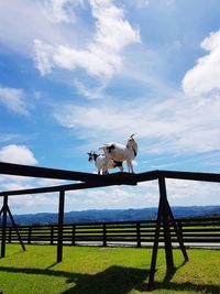 Two goats on a beam