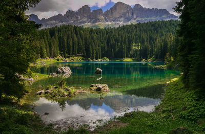 Scenic view of lake in forest