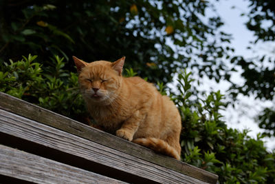 Cat looking away while sitting on wood
