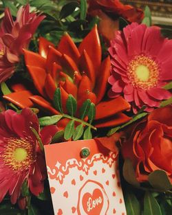 Close-up of red flowers