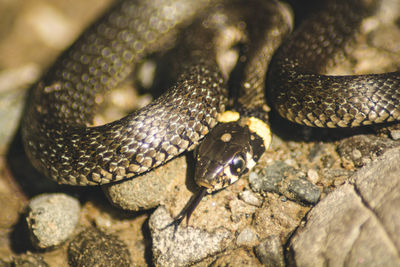 Close-up of lizard