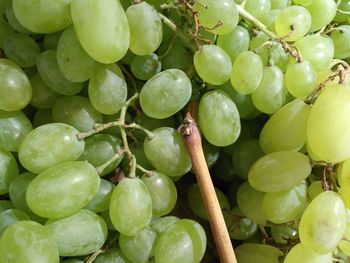 Full frame shot of grapes  cultivation white grapes of modolo sardinia  italy vineyard 