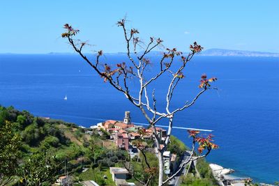 Tree by sea against blue sky