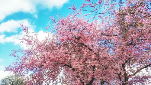 Low angle view of pink cherry tree against sky