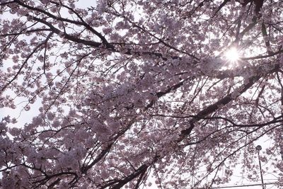 Low angle view of cherry blossoms against sky