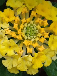 Close-up of yellow flowers blooming outdoors