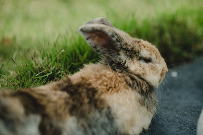 Close-up of rabbit on field