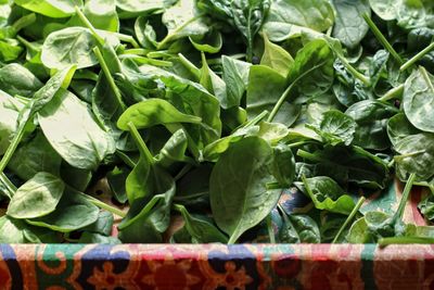 Close-up of spinach