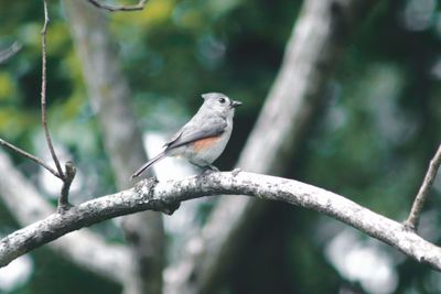 Close-up of bird perching on branch