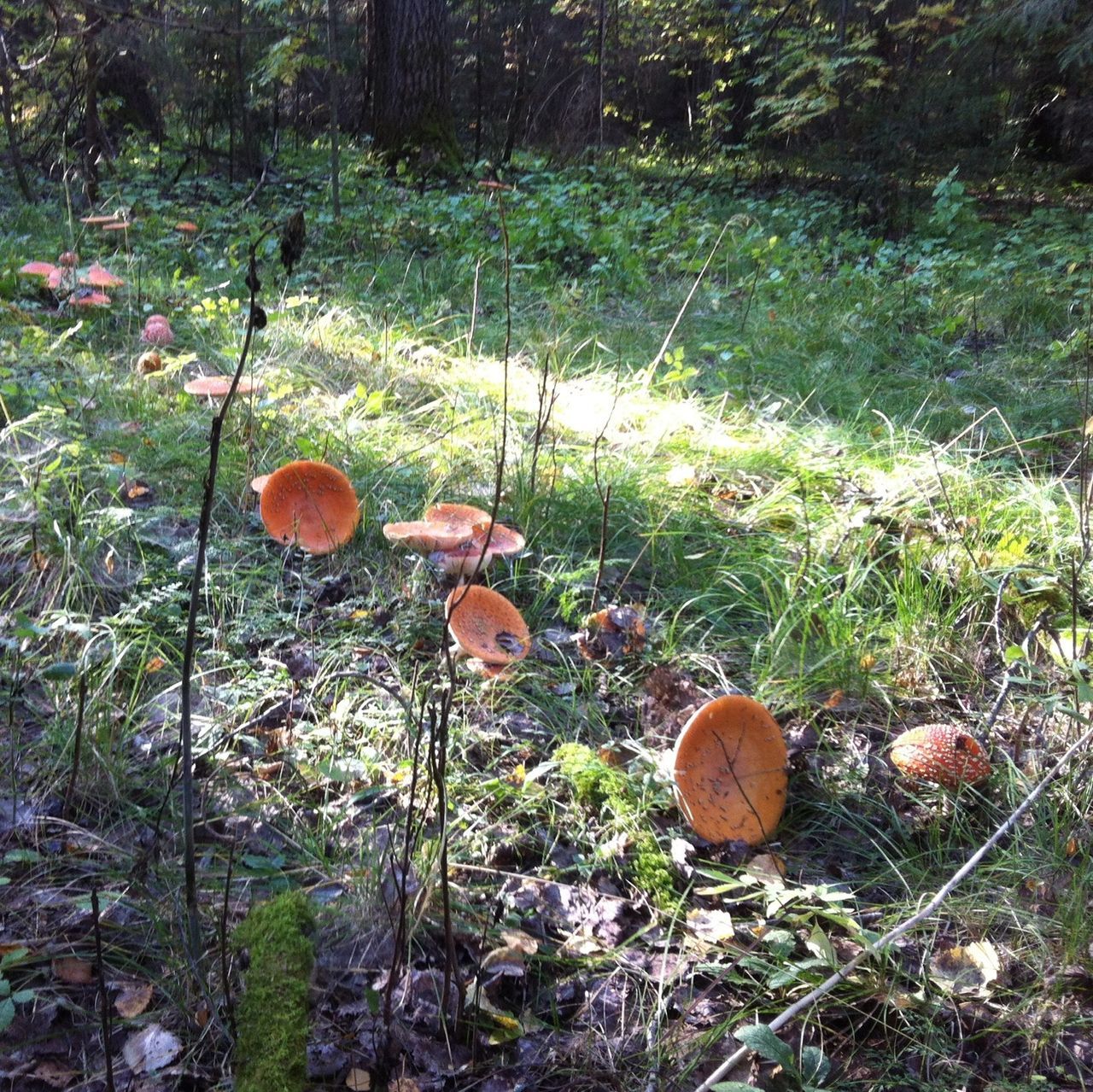 growth, mushroom, field, nature, grass, fungus, forest, plant, tranquility, growing, beauty in nature, freshness, toadstool, day, tree, outdoors, no people, uncultivated, sunlight, close-up