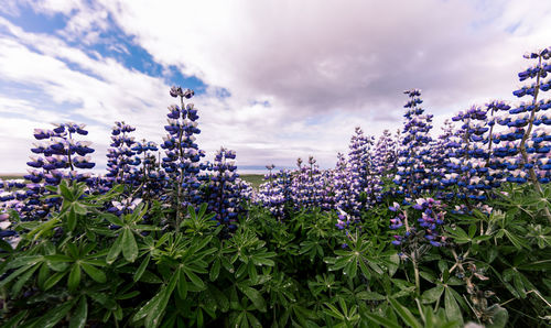 Close-up of purple flowering plants on field against sky