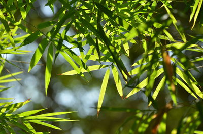 Close-up of leaves against blurred background