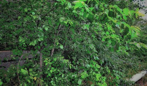 High angle view of plants growing on field
