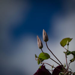 Close-up of flower against clear sky