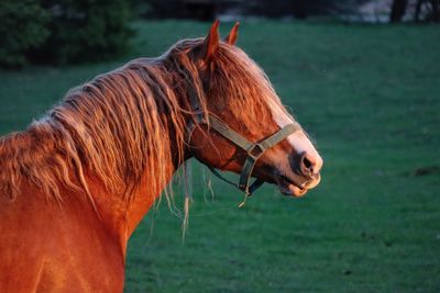 Side view of horse on field