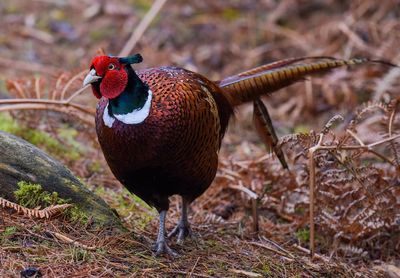 Close-up of pheasant