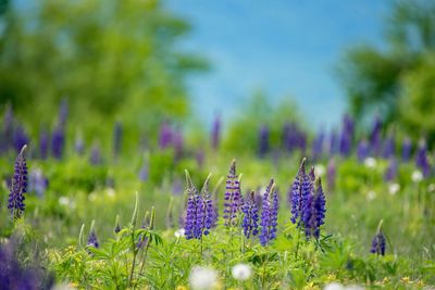 Close-up of purple flowers blooming in field