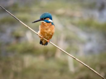 Close-up of bird perching on cable