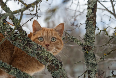 Portrait of ginger cat on tree