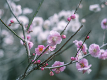 Close-up of pink cherry blossom