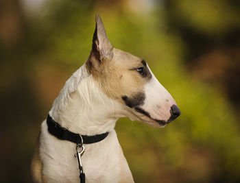 Close-up of dog outdoors