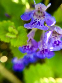 Close-up of purple flowering plant