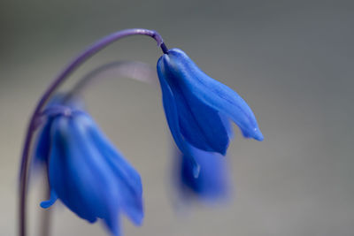 Close-up of purple blue flower